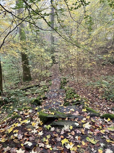 Hoher Meißner P1 (Premiumwanderweg)