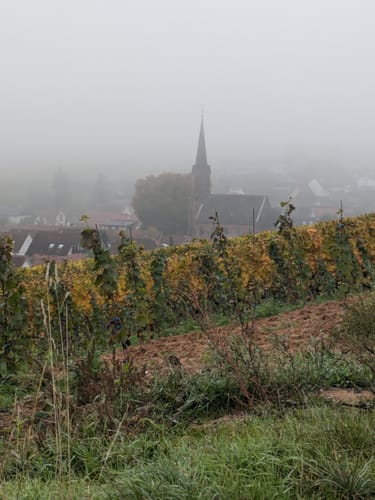 Aus Birkweiler zum Hohenberg