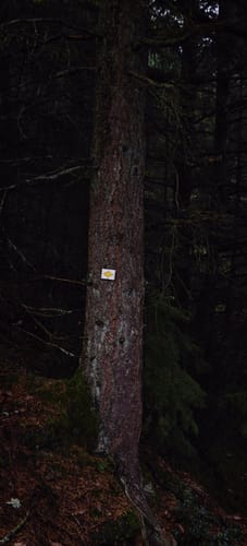 MTB: Höhenweg rund um Nordrach