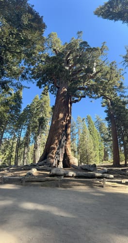 Grizzly giant loop trail sale
