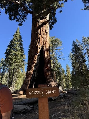 Photos of Grizzly Giant Loop Trail California AllTrails