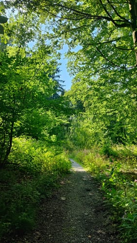 Kaufunger Wald: Rundweg 14 - Königs-Alm