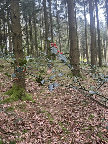 Tal der Brambecke ab Beyenburg