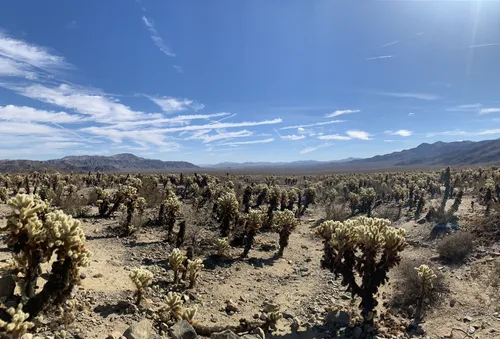 Cholla Cactus Garden, California - 2,924 Reviews, Map | AllTrails