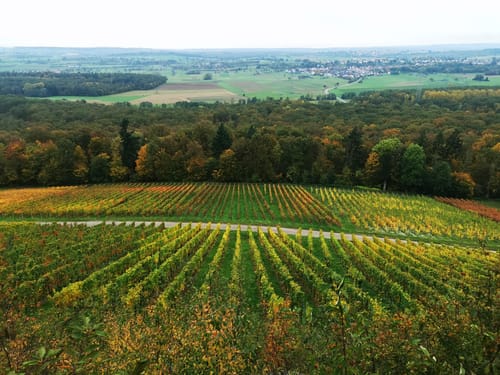 MTB Runde: Eichelberg - Sauberg - Knittlingen