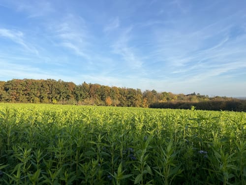 Auf dem Bubenreuther Hochwasserweg