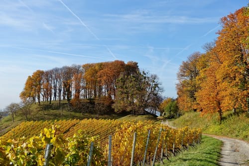Castell - Wiesenbronn Rundweg