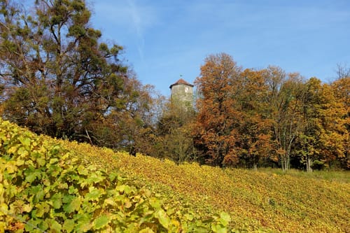 Castell - Wiesenbronn Rundweg