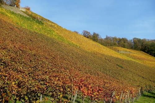 Castell - Wiesenbronn Rundweg