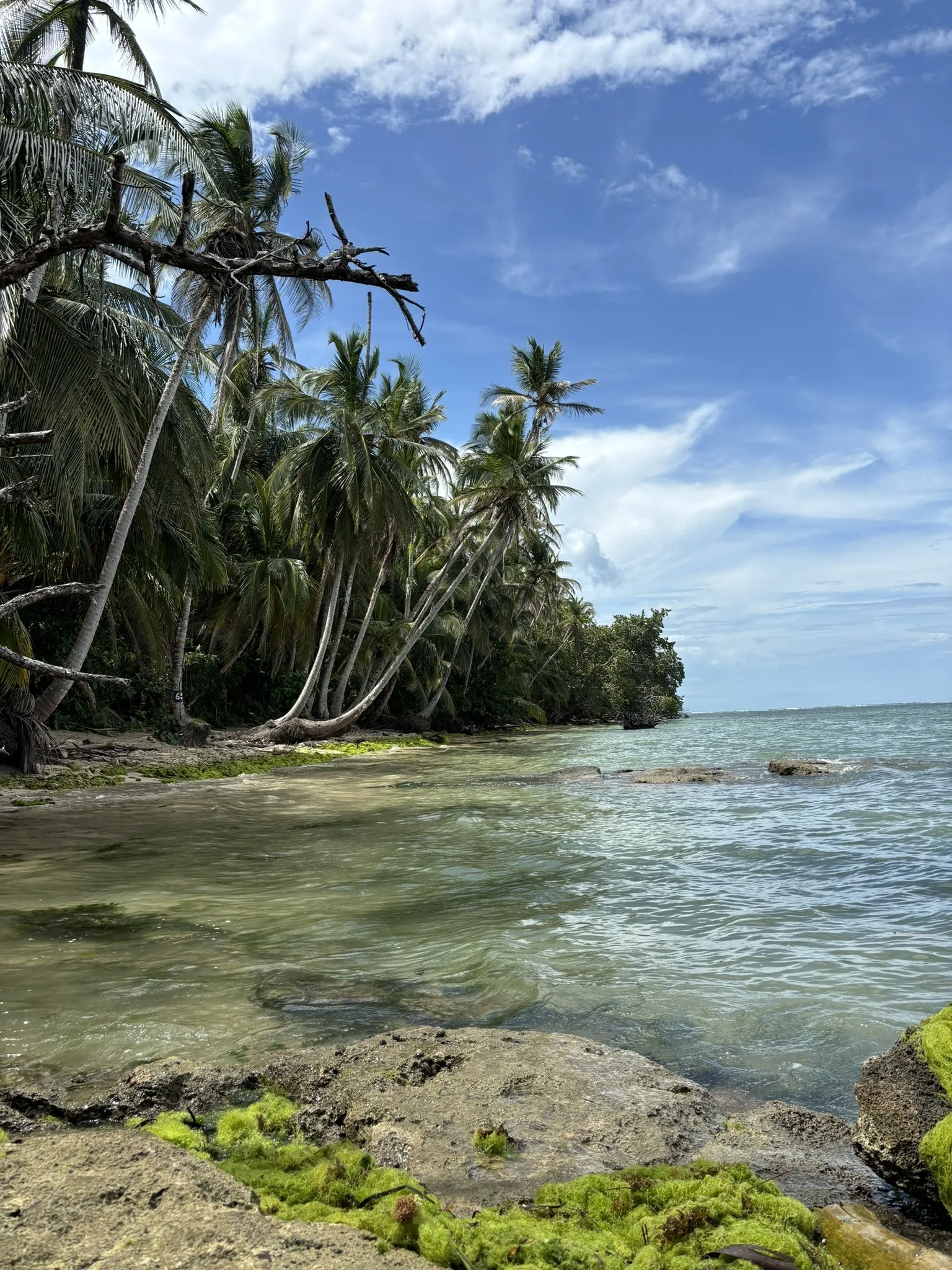 Punta Cahuita Trail logo