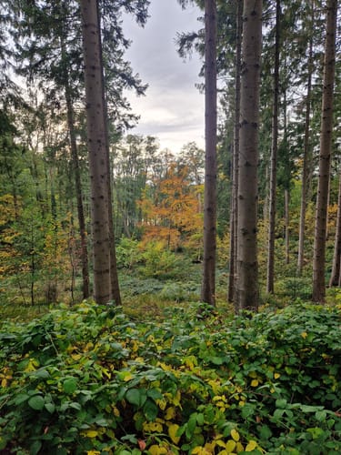 Rundweg Kleiner Schierensee
