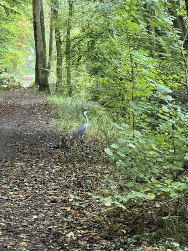 Rund um Haßloch (gelb)