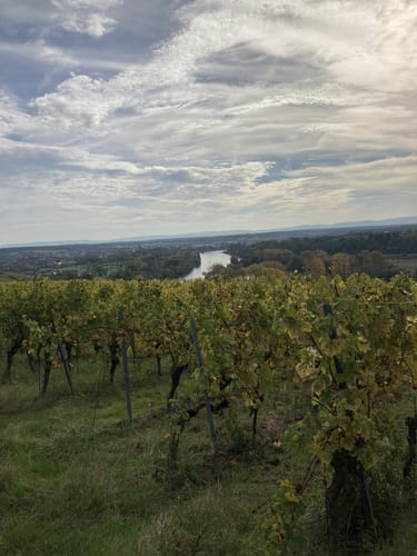 Maria im Weingarten und Kammerberg Rundweg