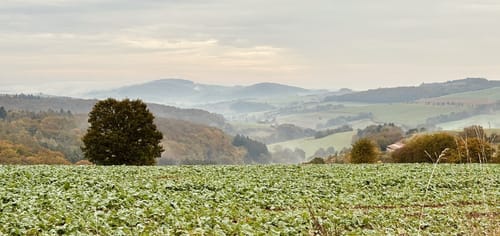 Zum Fallen Berg ab Steinbach am Glan