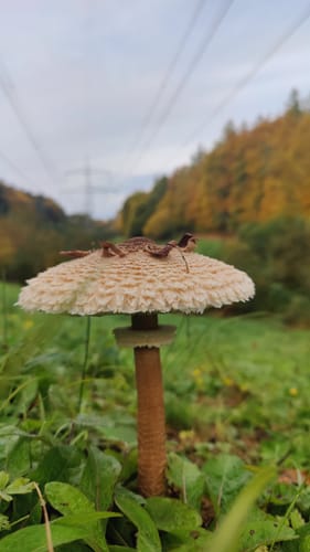 Rundwanderwege Johannesberg: Roter Hase
