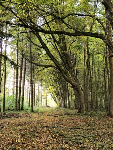 Potthagener Wald