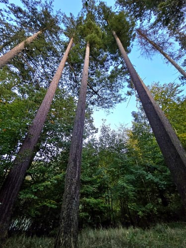 Potthagener Wald