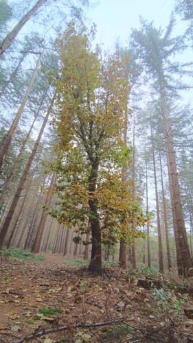 Wesuweer Wald