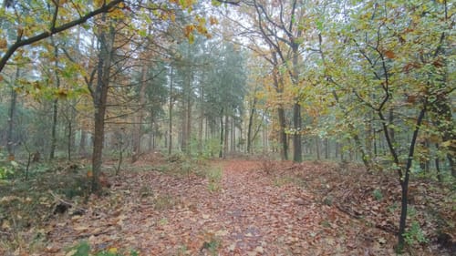 Wesuweer Wald