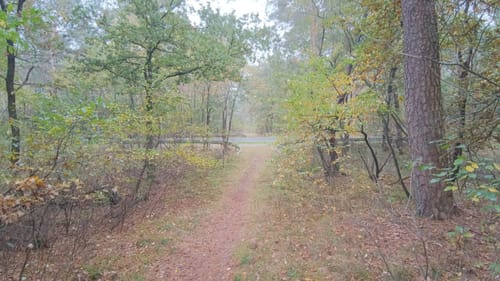Wesuweer Wald