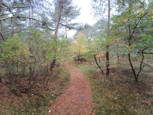 Wesuweer Wald