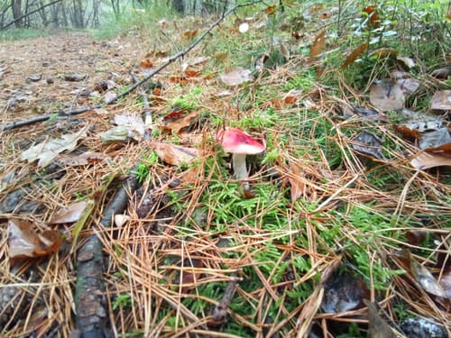 Wesuweer Wald