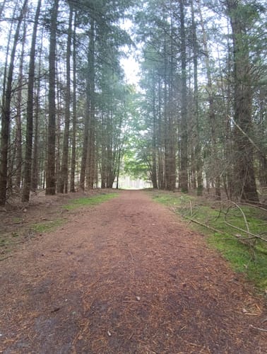 Wesuweer Wald