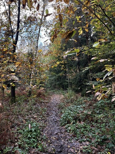 Waldzeit (Traumschleife)