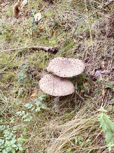 Weitenau - Hofen - Häfnet