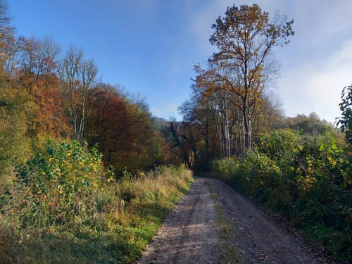 Über den Selsberg