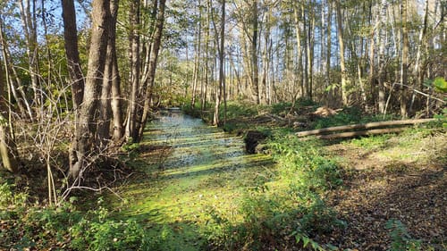 Wanderlehrpfad um den Wernsdorfer See