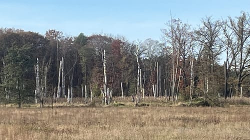 Groß Kölzig in den Mühlbusch