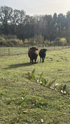 Groß Kölzig in den Mühlbusch