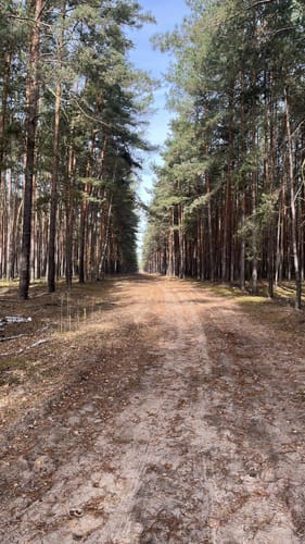 Groß Kölzig in den Mühlbusch