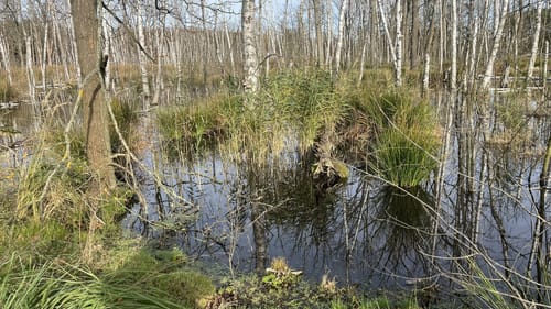 Groß Kölzig in den Mühlbusch