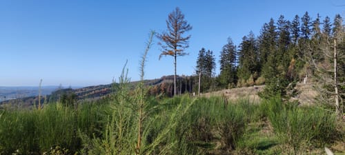 Dahlbruch - Martinshardt Rundwanderung