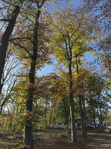Stadtwald Göttingen: Wildgehege Damwild - Bismarckturm
