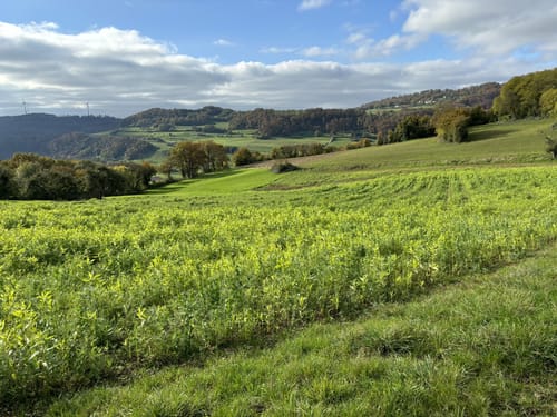 Wanderweg Nr. 70: Wintersdorf-Olk