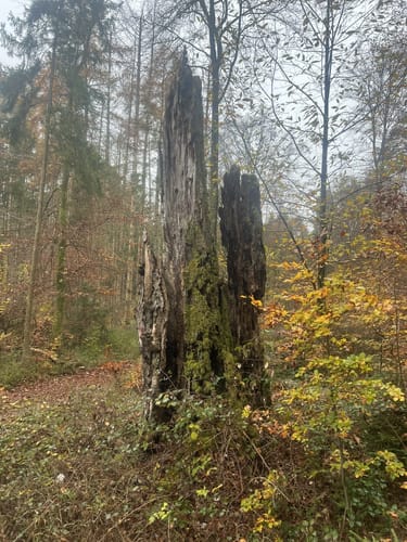 Bremerhof, Humbergturm und Pfaffenbrunnen