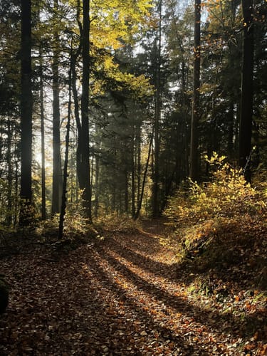 Goldsteig Nordroute Etappe 12: Schönbuchen nach Eck