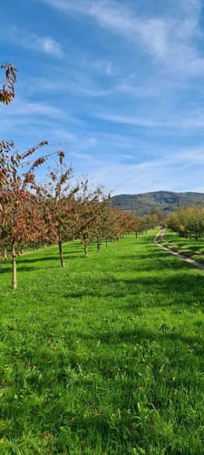Von der Illenau über den Vogelsberg zum Schelzberg