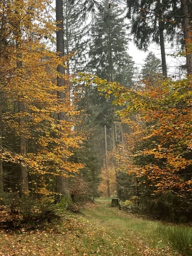 Steinmauernweg (Pe03)