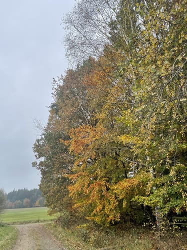 Steinmauernweg (Pe03)