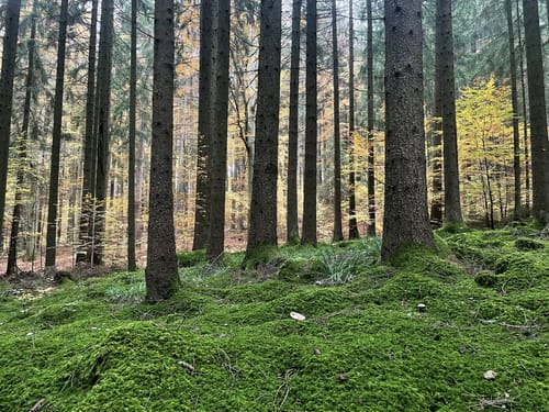 Steinmauernweg (Pe03)
