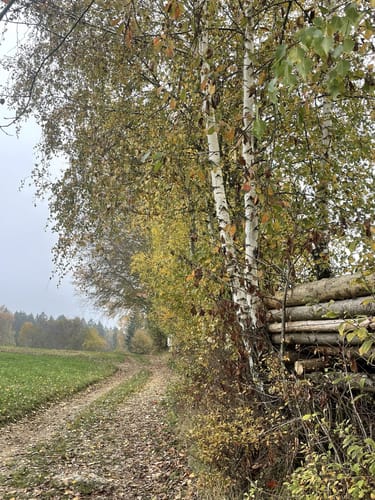 Steinmauernweg (Pe03)