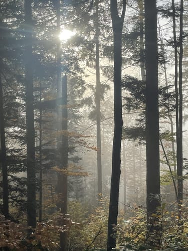 Höhenwanderweg von Rimbach