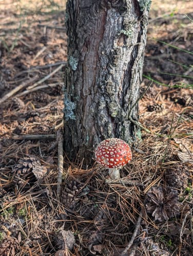 Im Käfertaler Wald