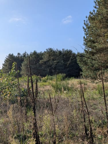 Im Käfertaler Wald