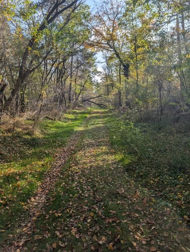 Im Käfertaler Wald