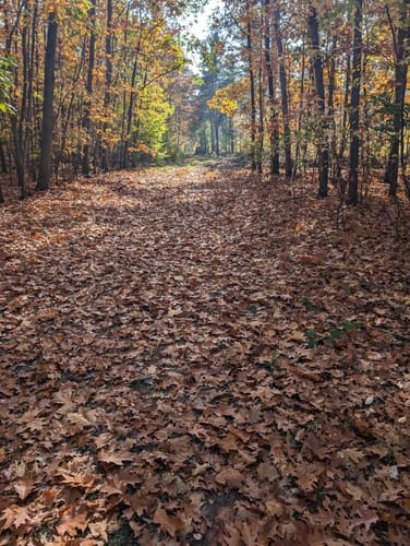 Im Käfertaler Wald